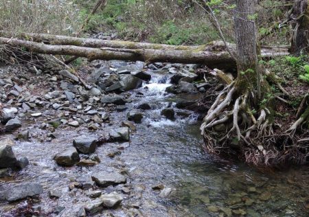 ＧＷに渓流釣り ～長良川水系～